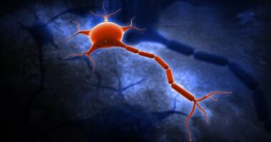 MPZ gene mutations, Japanese study
