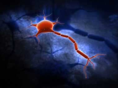 MPZ gene mutations, Japanese study