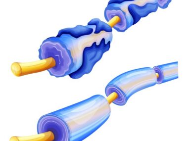 myelin and HDAC6 inhibition