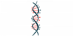 muscle weakness | Charcot-Marie-Tooth News | illustration of a DNA strand