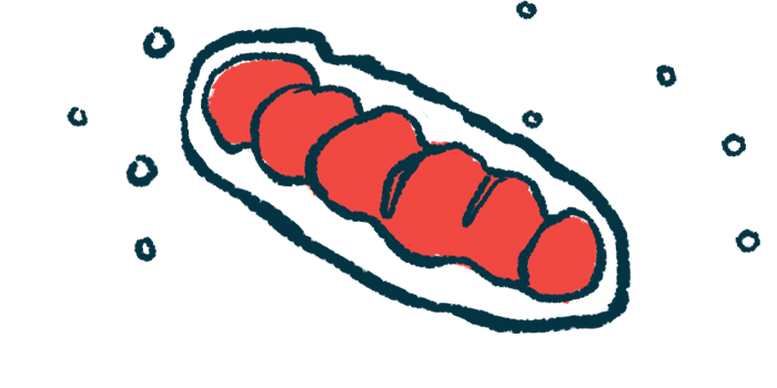 mitochondrial fragmentation | Charcot-Marie-Tooth News | illustration of mitochondria